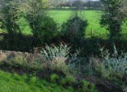 view-from-garden
